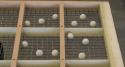 Ball rack with balls